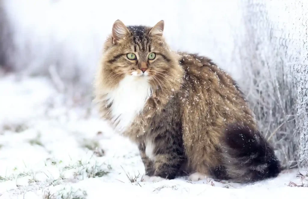 시베리안 고양이 (Siberian)