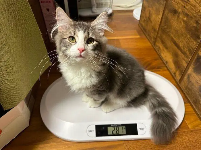 고양이 몸무게는 어느정도가 표준일까